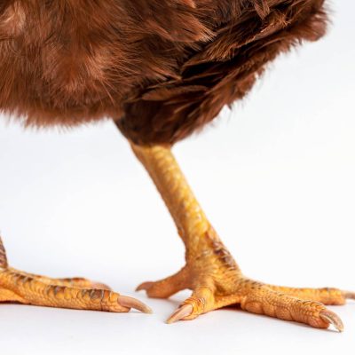 Bumblefoot in Chickens